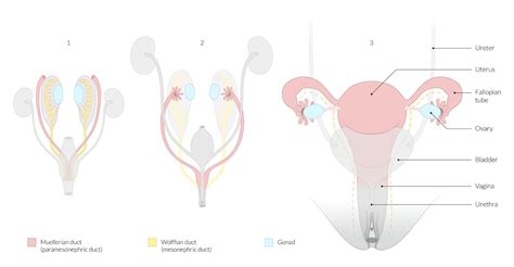 Mullerian Duct Location - Benign Disorders Of The Uterine Cervix Current Diagnosis Treatment ...