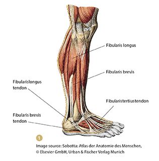 Fibularis Longus