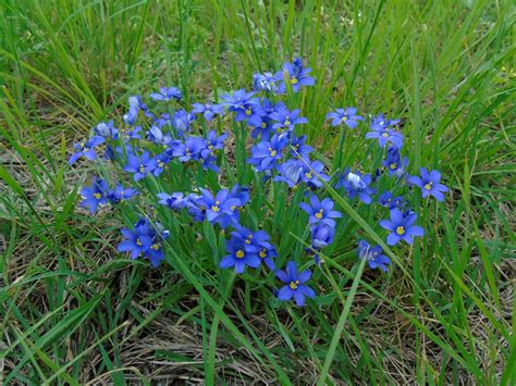 Wildflowers of Central Texas