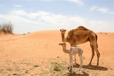 At a camel farm, Dubai (UAE) photo - M Hauss photos at pbase.com