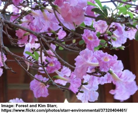 Tabebuia Tree: Types, Leaves, Flowers (Pictures) – Identification Guide