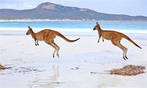 Kangaroo Hopping Gif