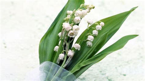 23 Muguet Flower Wallpapers - Wallpaperboat