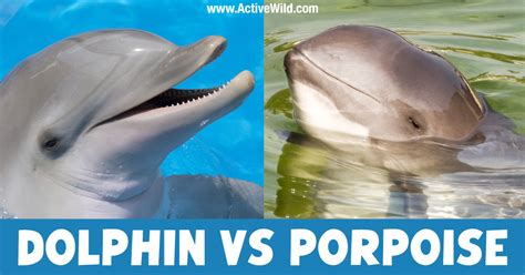 Dolphin Vs Porpoise: What Is The Difference Between Dolphins & Porpoises?