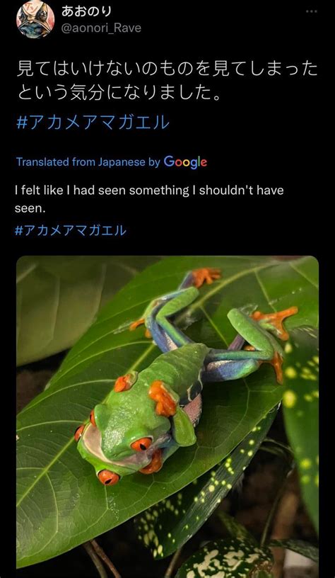 Froge : r/japanesepeopletwitter