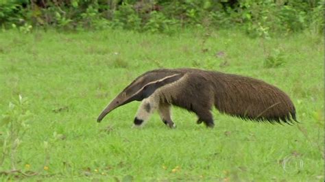 Tamanduá-bandeira sofre com risco de extinção e vê um terço da sua população desaparecer em 25 ...