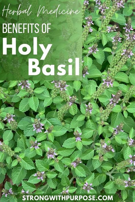 Herbal Medicine Benefits of Holy Basil - Strong with Purpose