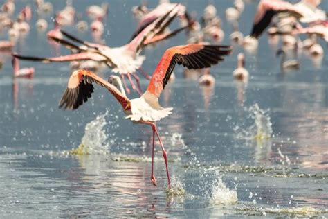 Lake Bogoria National Reserve | Kenya National Parks | Kenya