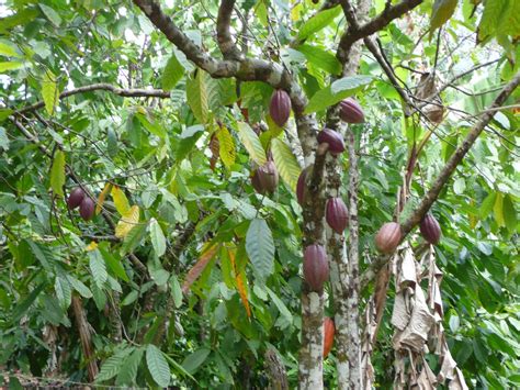 Liliana Usvat - Reforestation and Medicinal use of the Trees : Cacao Tree