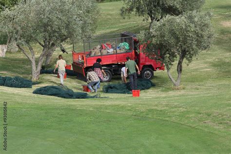 Olive harvest Stock Photo | Adobe Stock