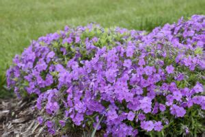 10 of the Best Perennials for Mostly Sun, Long Blooming, and Low Maintenance - Dearborn Designs ...