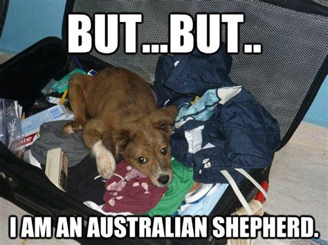 miniature australian shepherd meme - Google Search | Australian shepherd, Aussie puppies ...