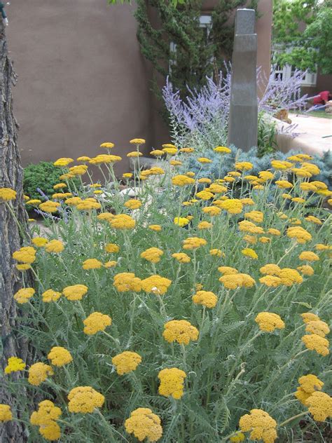 Yellow yarrow and Russian sage common in Santa Fe. Arizona Plants ...