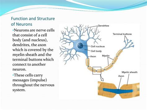 PPT - The Nervous System PowerPoint Presentation, free download - ID ...