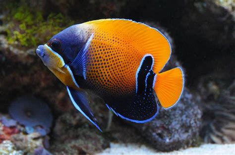 Six Banded Angel (Juv) - Reef Fish Wholesalers Pty Ltd