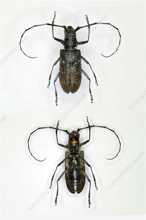 Longhorn beetle - Stock Image - C057/3895 - Science Photo Library