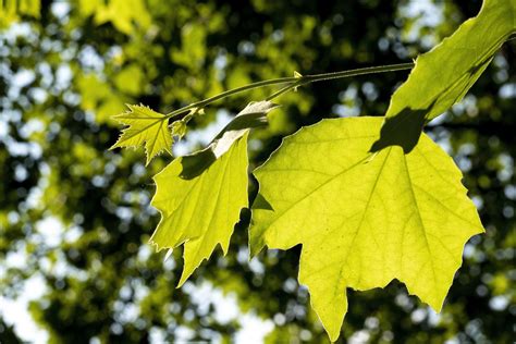 Deciduous Trees Leaves