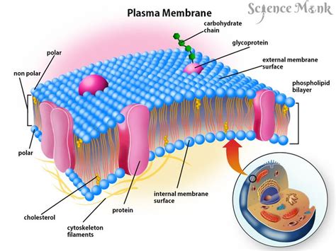 Plasma Membrane | Plasma membrane, Teaching biology, Pharmacology nursing