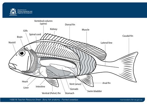 Teacher Resource Sheet: Bony fish anatomy - Painted sweetlips • Department of Primary Industries ...