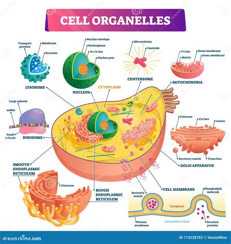 Cell Nucleus. Parts Of The Cell Nucleus Vector Illustration ...