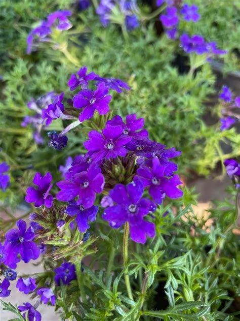 Verbena Blue Violet - Boething Treeland Farms