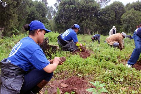 Ethiopia IOM Participates in Planting of World Record-breaking 353 Million Trees in One Day ...