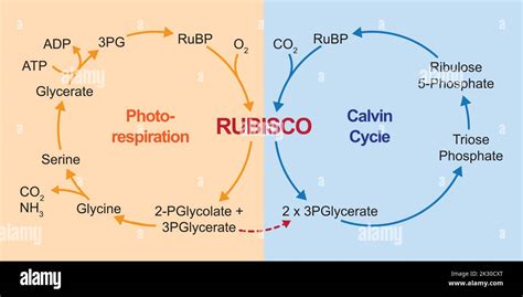 Scientific Designing of Photorespiration. Oxidative Photosynthetic ...