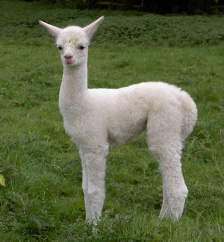 Alpaca Types - Spring Farm Alpacas