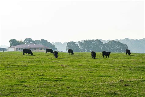 Free stock photo of cattle, cattle grazing, cows