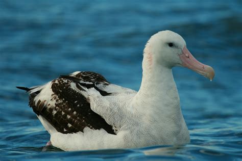 Top 10 Spectacular Birds of Antarctica | HubPages