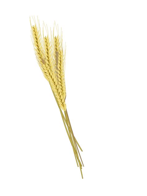 Barley PNG (A herbaceous plant.) Transparent Background | pngteam.com