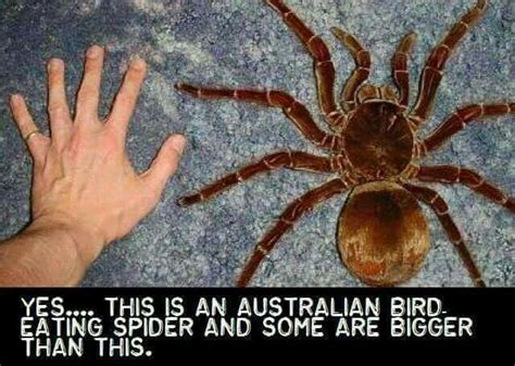 Pin on bugs n other crawlers | Huntsman spider, Spider, Large spiders