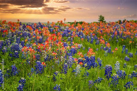 Texas bluebonnets and Indian Paintbrush wildflower field blooming in ...