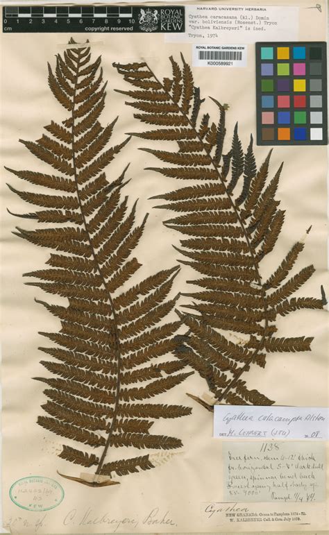 Pteridophyta Fossil