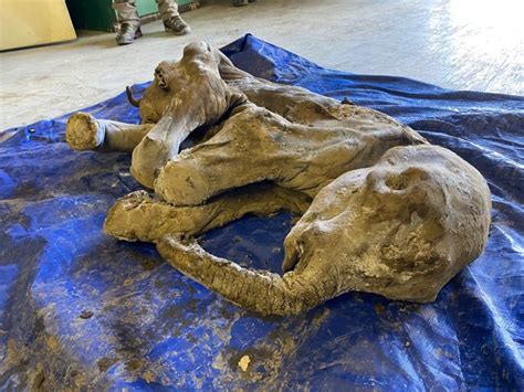 Two Southern Albertan men instrumental in discovery of Baby Woolly Mammoth in Yukon Gold Fields ...