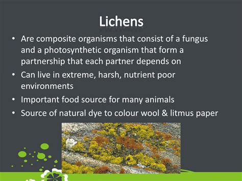 Lichen Life Cycle Printable