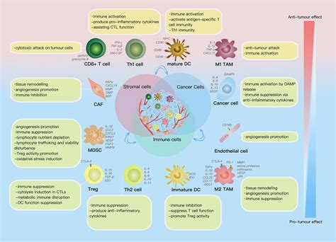 Ovarian Cancer Tumor