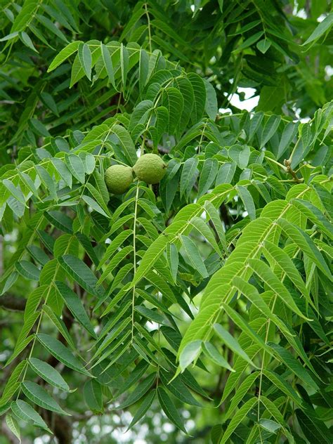 Do hollies and walnut trees get along? | PennLive.com