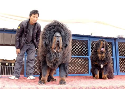 Tibetan Mastiff Dog Info, Puppies, Sale Cost, Facts, Pictures