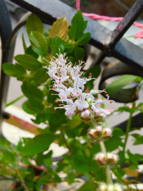 Ocimum kilimandscharicum (Camphor Basil) blooming | Bloom, Plants, Green