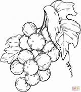 Bunch Of Grapes Coloring Page  Free Printable Coloring Pages sketch template