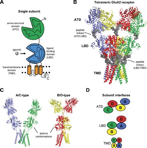 Structure of the tetrameric ionotropic glutamate receptor. A,... | Download Scientific Diagram