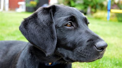 Cute Puppies Labrador Black - l2sanpiero