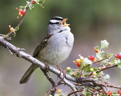 White-Crowned Sparrow Pictures - AZ Animals