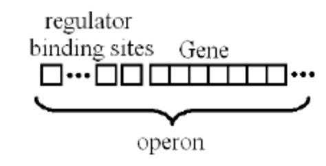 Jacob and Monod operon model for the regulation of protein production ...