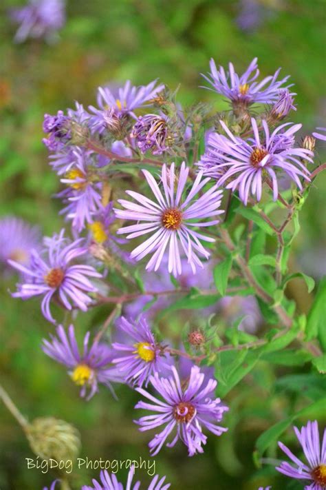 91 best West Virginia Wildflowers images on Pinterest | Plants, Wild flowers and Native plants