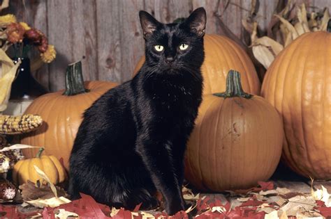 Black Cat Halloween Wallpapers - Top Free Black Cat Halloween Backgrounds - WallpaperAccess