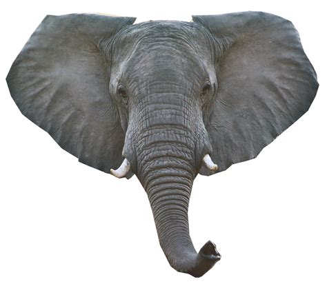 Elephant Head Png Images png for Free Download | DLPNG