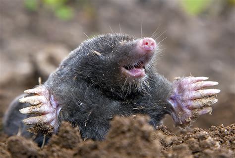 Moles, Voles, and Gophers – Our Water Our World