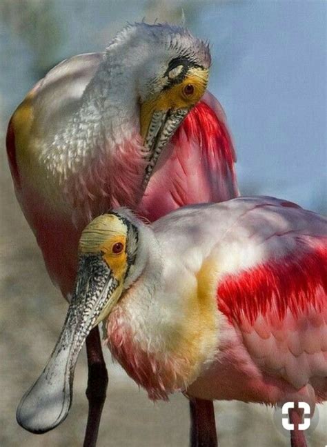 Pin on uccelli | Exotic birds, Birds, Bird photo